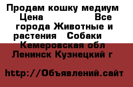 Продам кошку медиум › Цена ­ 6 000 000 - Все города Животные и растения » Собаки   . Кемеровская обл.,Ленинск-Кузнецкий г.